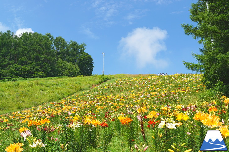 北海道最大級、213万輪のゆりの花！『オーンズ春香山ゆり園』